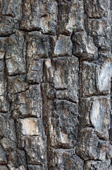 bark of a tree