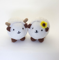 sheep on white background