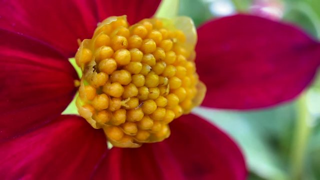 Dahlia Bishop of Llandaff flower. Vivid red flower with yellow centre. Macro shot