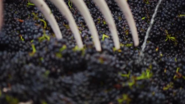 Raking Pinot Noir grape bunches with rake for de-stemming and wine making, close up