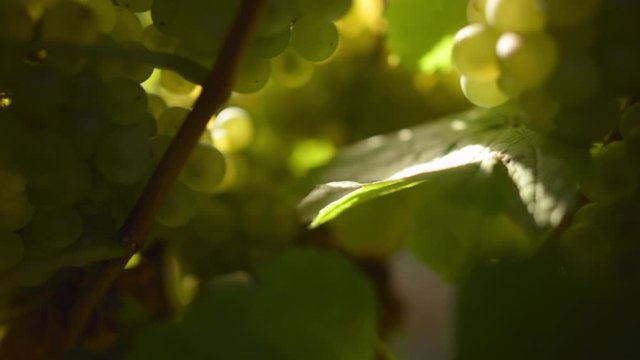 Spot sunlit and shaded juicy bunches of chardonnay grapes on a lush grapevine close up with movement