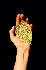 Autumn leaf in female hand over black background, vertical shot. Abstract nature background. People, nature concept.