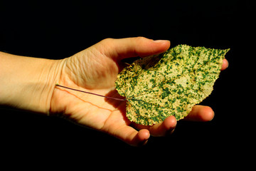 Autumn leaf in female hand over black background, horizontal shot. Abstract nature background. People, nature concept.