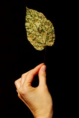 Autumn leaf in female hand over black background, vertical shot. Abstract nature background. People, nature concept.