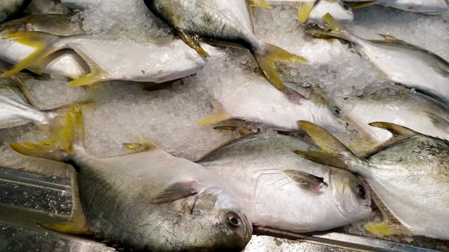 Pampano fish display in the market with ice over