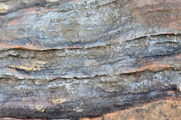 texture of bark of tree
