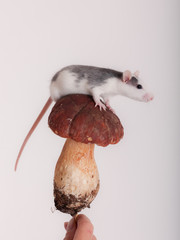 domestic rat on a mushroom