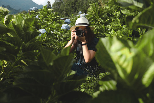 travel photography taking photos in hydrangea garden