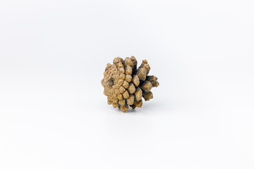 Pine Cone on a white background. Christmas decor.