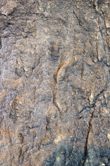 bark of a tree