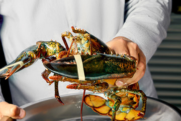 Close up view on live Boston lobster in the hand of chief-cooker Fresh Raw lobster