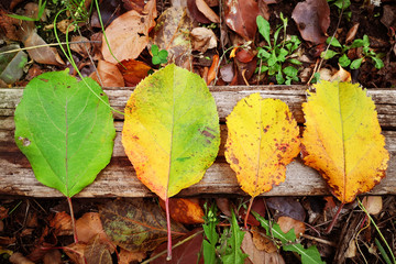 Autumn leaves withered on an old wooden Board. Concept dying, the aging process