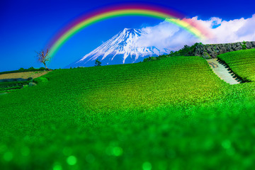 The view of the tea plantations and Mount Fuji has a rainbow as seen from Fuji City, Shizuoka Prefecture, Japan.