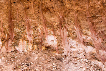 texture of bark of tree