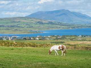 Obraz premium Grazing Horse in Ireland