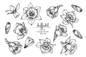Sketch Floral Botany Collection. Daffodil or Narcissus flower drawings. Black and white with line art on white backgrounds. Hand Drawn Botanical Illustrations.Vector.