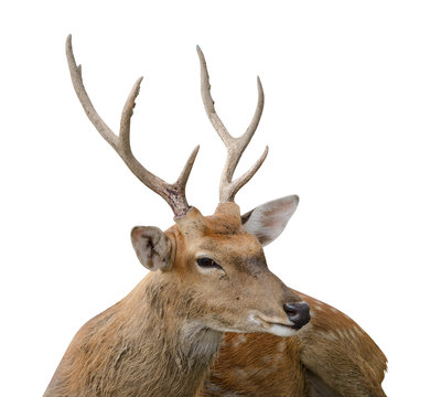 Spotted deer or chitals portrait on white background with clipping path. Wildlife and animal photo