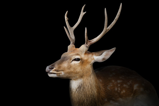 Spotted deer or chitals portrait on black background with clipping path. Wildlife and animal photo