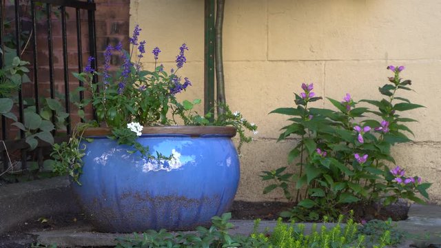 A beautiful scene of violet flowers
