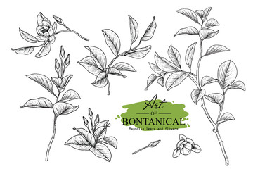 Sketch Floral Botany set. Magnolia flower and leaf drawings. Black and white with line art on white backgrounds. Hand Drawn Botanical Illustrations.Vector.Vintage styles. © b.illustrations