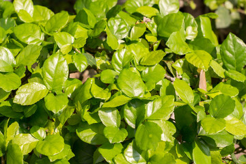green leaves of tree in spring