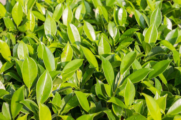 green leaves on background