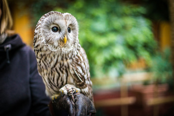 portrait of an owl