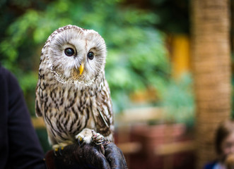 portrait of an owl