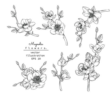 Sketch Floral Botany set. Magnolia flower and leaf drawings. Black and white with line art on white backgrounds. Hand Drawn Botanical Illustrations.Vector.Vintage styles.