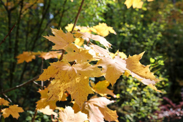 Autumn background - yellowing leaves of Canadian maple trees. Indian summer.