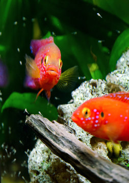 Hemihromis