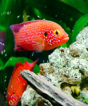 Hemihromis