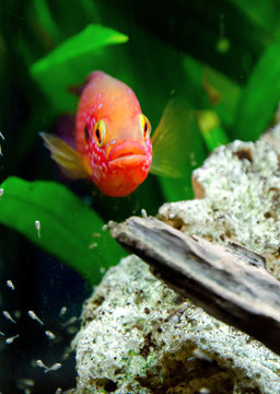 Hemihromis handsome