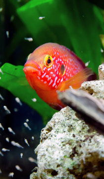 Hemihromis handsome