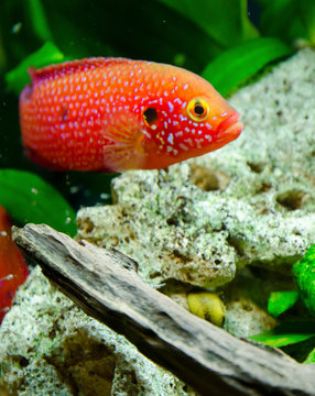 Hemihromis handsome