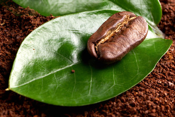 coffee bean with green leaf on ground coffee. concept: freshness of coffee beans. close up