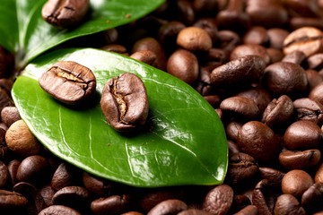 coffee bean with a green leaf on the background of coffee beans. concept: freshness of coffee beans.