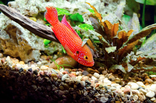 Hemihromis handsome