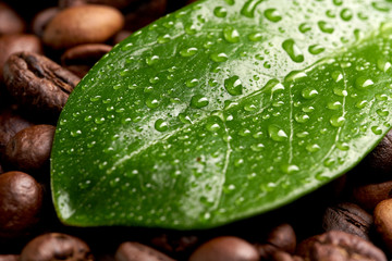 green leaf with water drops lying on the background of coffee beans. concept: freshness of coffee beans.