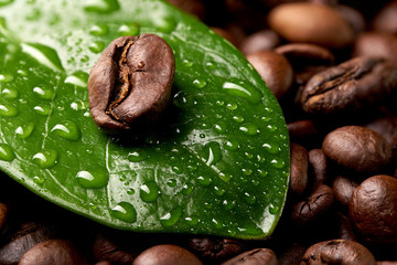 coffee bean on a green leaf with drops of water lying on the background of coffee beans