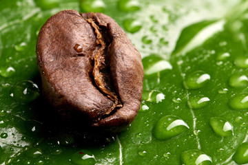 coffee bean on a green leaf with drops of water lying on the background of coffee beans