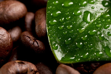 green leaf with water drops lying on the background of coffee beans. concept: freshness of coffee beans.