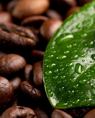 green leaf with water drops lying on the background of coffee beans. concept: freshness of coffee beans. vertical view