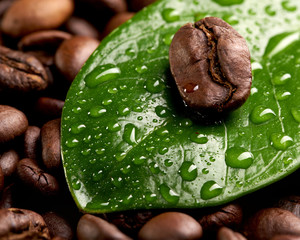 green leaf with water drops lying on the background of coffee beans. concept: freshness of coffee beans.