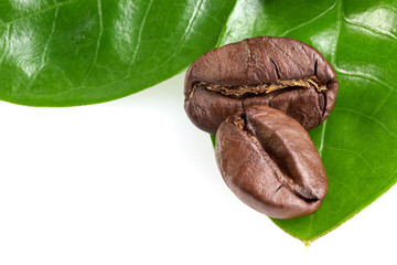 two coffee beans with two green leaves on a white background, isolate. concept: freshness of coffee beans.
