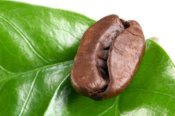 coffee bean with green leaf on white background, isolate. concept: freshness of coffee beans. close up
