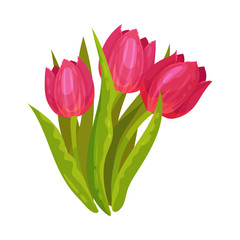 Red tulips. Vector illustration on a white background.