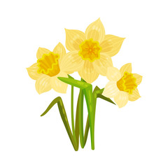 Yellow daffodil. Vector illustration on a white background.