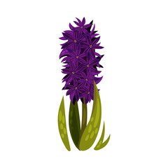 Purple hyacinth with large petals. Vector illustration on a white background.