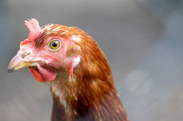Red brown hen bird in the garden on the farm, portrait of utility domestic animal